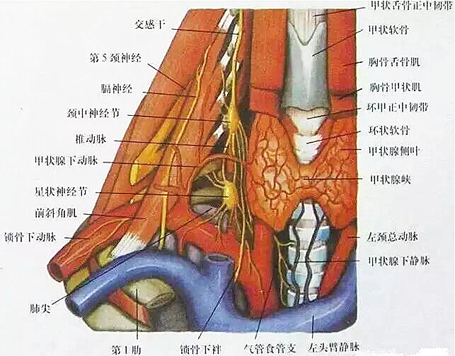 疼痛科特色疗法---星状神经节阻滞